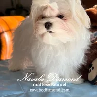 Kris, a male Maltese for sale in Aurora, CO – Photo 4 of 5