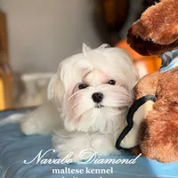 Kris, a male Maltese for sale in Aurora, CO – Photo 2 of 5