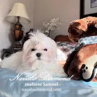 Kris, a male Maltese for sale in Aurora, CO – Photo 1 of 5