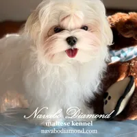 Kris, a male Maltese for sale in Aurora, CO – Photo 5 of 5