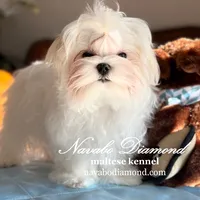 Kris, a male Maltese for sale in Aurora, CO – Photo 3 of 5