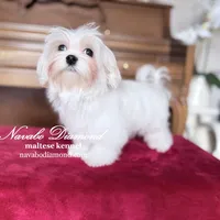 Marta, a female Maltese for sale in Aurora, CO – Photo 3 of 5