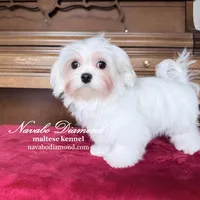 Marta, a female Maltese for sale in Aurora, CO – Photo 2 of 5