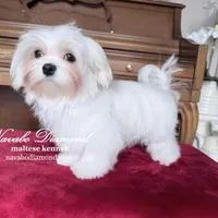 Marta, a female Maltese for sale in Aurora, CO – Photo 4 of 5