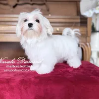 Marta, a female Maltese for sale in Aurora, CO – Photo 1 of 5