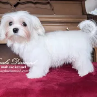 Marta, a female Maltese for sale in Aurora, CO – Photo 5 of 5