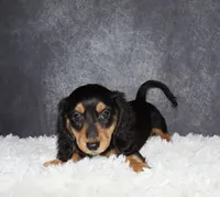 Bear, a male Miniature Dachshund for sale in Independence, IA – 3 of 5