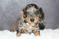 Snickers, a male Miniature Dachshund for sale in Independence, IA – 6 of 8