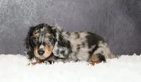 Milo, a male Miniature Dachshund for sale in Independence, IA – 4 of 5