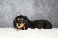Red collar, a male Miniature Dachshund for sale in Independence, IA – 7 of 9