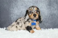 Daisy, a female Miniature Dachshund for sale in Independence, IA – 4 of 8