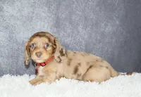 Arlo, a male Miniature Dachshund for sale in Independence, IA – 4 of 8