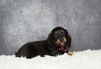 Jasmine , a female Miniature Dachshund for sale in Independence, IA – 6 of 8