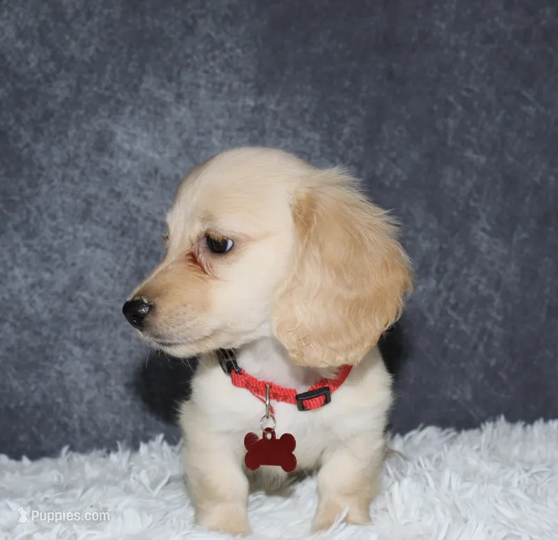 Aspen – Miniature Dachshund puppy for sale in Independence, IA