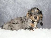 Snickers, a male Miniature Dachshund for sale in Independence, IA – 4 of 8