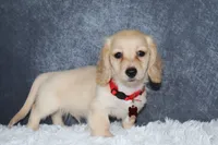 Aspen, a male Miniature Dachshund for sale in Independence, IA – 4 of 7