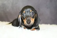 Rosie, a female Miniature Dachshund for sale in Independence, IA – 3 of 4