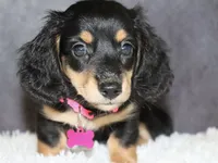 Skittles , a female Miniature Dachshund for sale in Independence, IA – 3 of 7