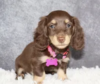 Pink collar , a female Miniature Dachshund for sale in Independence, IA – 7 of 8