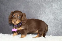 Purple collar, a female Miniature Dachshund for sale in Independence, IA – 4 of 8