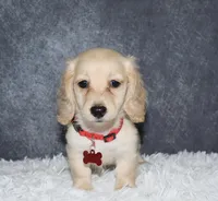 Aspen, a male Miniature Dachshund for sale in Independence, IA – 3 of 7