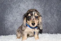River , a male Miniature Dachshund for sale in Independence, IA – 4 of 9