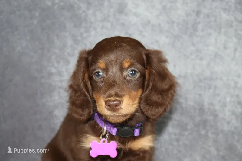 Purple collar – Miniature Dachshund puppy for sale in Independence, IA