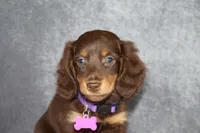 Purple collar, a female Miniature Dachshund for sale in Independence, IA – 1 of 8