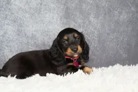 Jasmine , a female Miniature Dachshund for sale in Independence, IA – 4 of 8