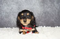 Red collar, a male Miniature Dachshund for sale in Independence, IA – 5 of 9