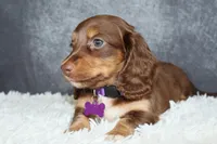 Ginger , a female Miniature Dachshund for sale in Independence, IA – 2 of 7