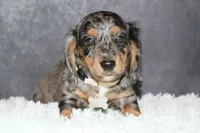 Snickers, a male Miniature Dachshund for sale in Independence, IA – 5 of 8