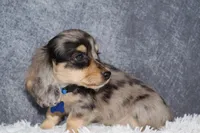 River , a male Miniature Dachshund for sale in Independence, IA – 6 of 9