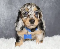 Daisy, a female Miniature Dachshund for sale in Independence, IA – 5 of 8