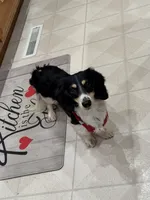 Skittles , a female Miniature Dachshund for sale in Independence, IA – 7 of 7