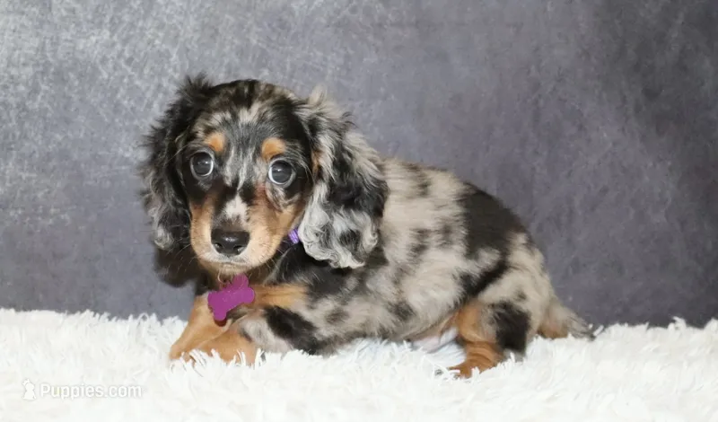Milo – Miniature Dachshund puppy for sale in Independence, IA