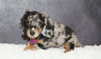Milo, a male Miniature Dachshund for sale in Independence, IA – 1 of 5