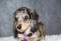 Clover , a female Miniature Dachshund for sale in Independence, IA – 9 of 10