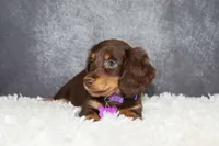 Purple collar, a female Miniature Dachshund for sale in Independence, IA – 2 of 8
