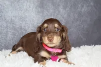 Pink collar , a female Miniature Dachshund for sale in Independence, IA – 5 of 8
