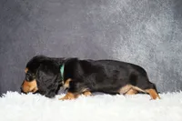 Bear, a male Miniature Dachshund for sale in Independence, IA – 4 of 5