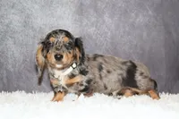 Snickers, a male Miniature Dachshund for sale in Independence, IA – 1 of 8