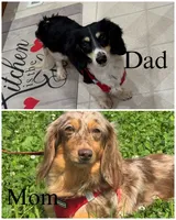 Clover , a female Miniature Dachshund for sale in Independence, IA – 10 of 10