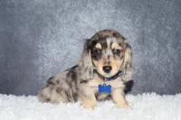 River , a male Miniature Dachshund for sale in Independence, IA – 8 of 9