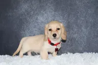 Aspen, a male Miniature Dachshund for sale in Independence, IA – 6 of 7