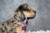 Clover , a female Miniature Dachshund for sale in Independence, IA – 7 of 10