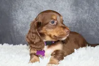 Ginger , a female Miniature Dachshund for sale in Independence, IA – 5 of 7