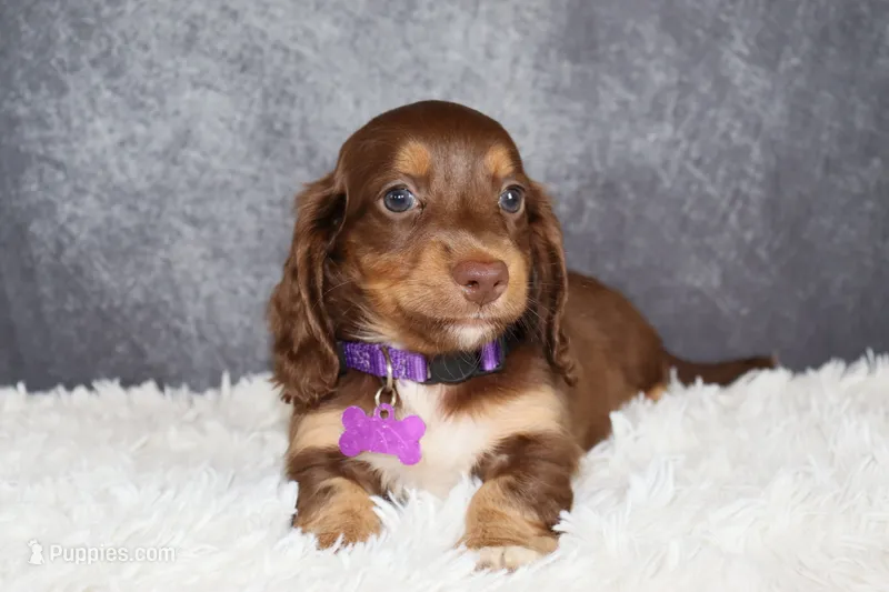 Ginger  – Miniature Dachshund puppy for sale in Independence, IA