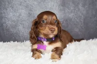 Ginger , a female Miniature Dachshund for sale in Independence, IA – 1 of 7