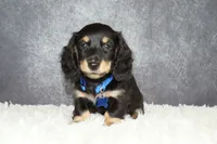 Blue collar, a male Miniature Dachshund for sale in Independence, IA – 2 of 5